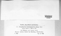 Physoderma hemisphaericum image